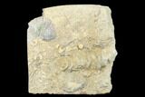 Archimedes Screw Bryozoan Fossil - Alabama #178206-1